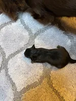 Chatty long haired , a female Miniature Dachshund for sale in Melrose, MN – 2 of 7