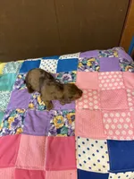 Gidget AKC long haired , a female Miniature Dachshund for sale in Melrose, MN – 3 of 6