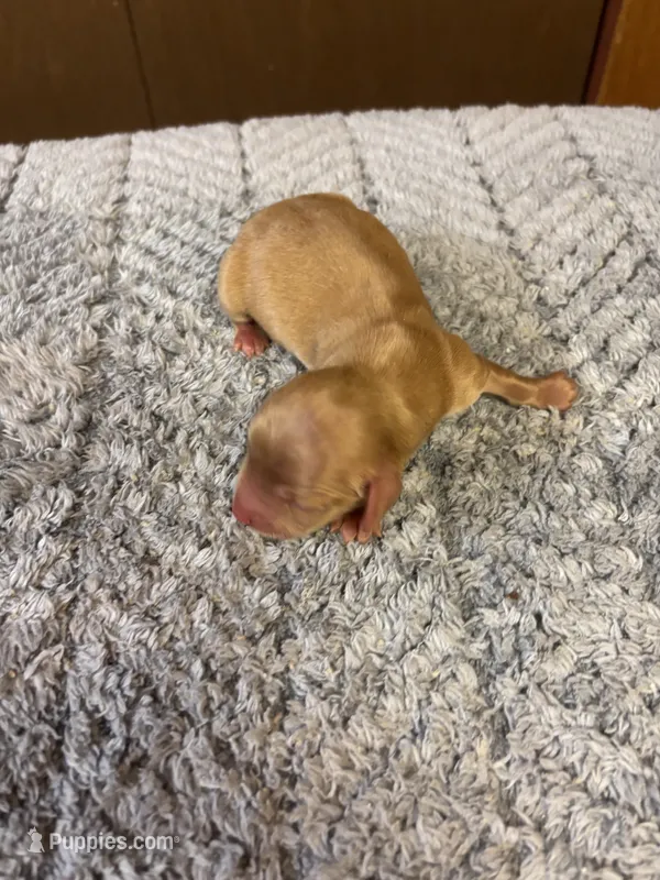 Bobby AKC long-haired – Miniature Dachshund puppy for sale in Melrose, MN