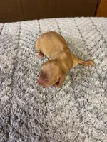 Bobby AKC long-haired, a male Miniature Dachshund for sale in Melrose, MN – 2 of 8