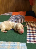 Finn AKC, a male Miniature Dachshund for sale in Melrose, MN – 5 of 6