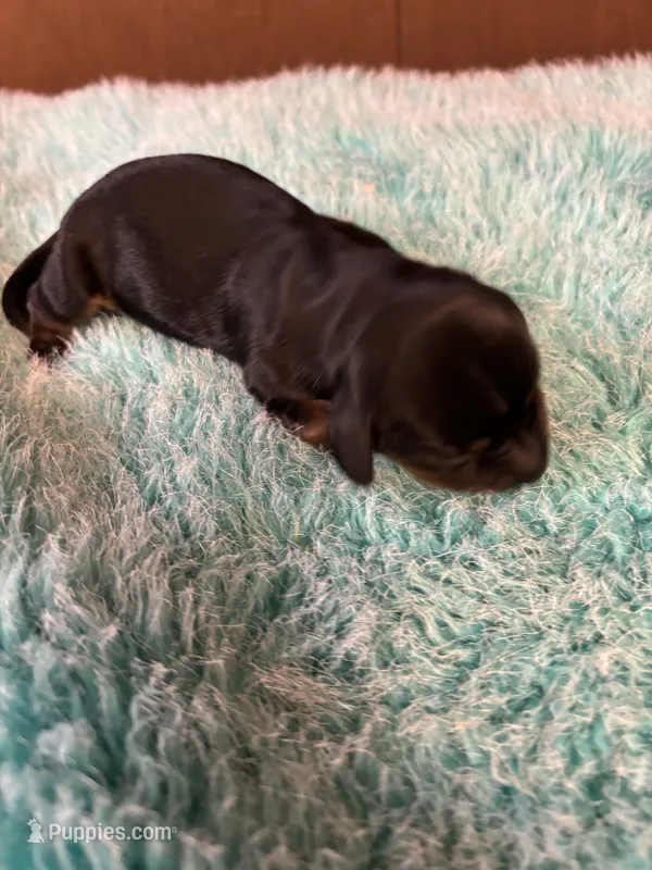 Paisley AKC – Miniature Dachshund puppy for sale in Melrose, MN