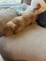 Sebastian AKC long haired , a male Miniature Dachshund for sale in Melrose, MN – 2 of 10