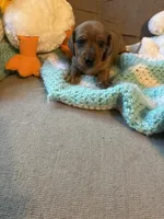 Moe AKC, a male Miniature Dachshund for sale in Melrose, MN – 10 of 10