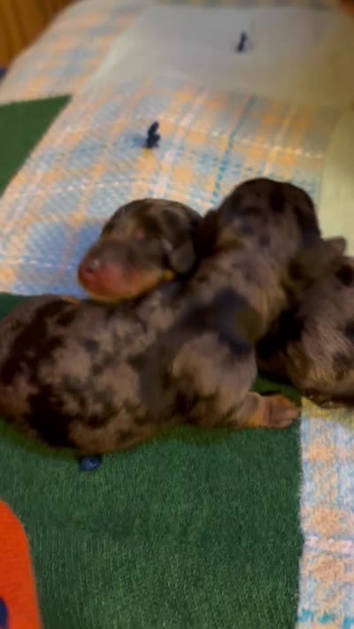 Cody AKC, a male Miniature Dachshund for sale in Melrose, MN – 6 of 6