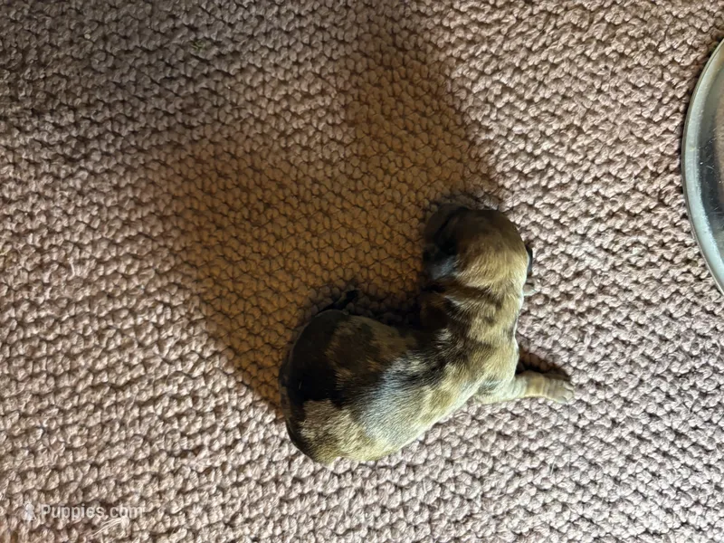 Parker AKC – Miniature Dachshund puppy for sale in Melrose, MN