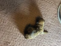 Parker AKC, a male Miniature Dachshund for sale in Melrose, MN – 1 of 3