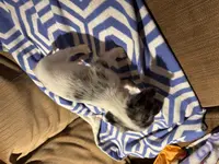 Pepper AKC long haired, a male Miniature Dachshund for sale in Melrose, MN – Photo 9 of 10