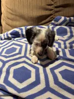 Pepper AKC long haired, a male Miniature Dachshund for sale in Melrose, MN – Photo 7 of 10