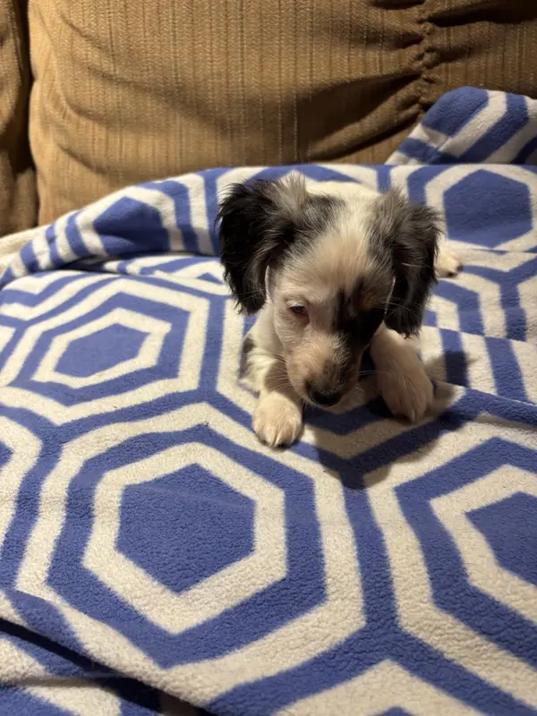 Pepper AKC long haired