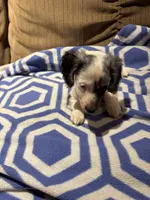 Pepper AKC long haired, a male Miniature Dachshund for sale in Melrose, MN – Photo 1 of 10