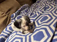 Pepper AKC long haired, a male Miniature Dachshund for sale in Melrose, MN – Photo 10 of 10