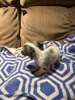 Pepper AKC long haired, a male Miniature Dachshund for sale in Melrose, MN – Photo 3 of 10