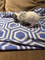 Pepper AKC long haired, a male Miniature Dachshund for sale in Melrose, MN – Photo 8 of 10