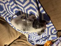 Pepper AKC long haired, a male Miniature Dachshund for sale in Melrose, MN – Photo 4 of 10