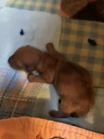 Bonnie , a female Miniature Dachshund for sale in Melrose, MN – 2 of 6