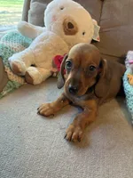 Shorty AKC, a male Miniature Dachshund for sale in Melrose, MN – 10 of 10