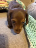 Penny AKC long hair , a female Miniature Dachshund for sale in Melrose, MN – Photo 1 of 10