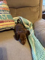 Penny AKC long hair , a female Miniature Dachshund for sale in Melrose, MN – Photo 5 of 10