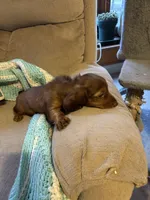 Penny AKC long hair , a female Miniature Dachshund for sale in Melrose, MN – Photo 2 of 10