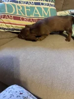 Penny AKC long hair , a female Miniature Dachshund for sale in Melrose, MN – Photo 3 of 10