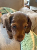 Penny AKC long hair , a female Miniature Dachshund for sale in Melrose, MN – Photo 10 of 10