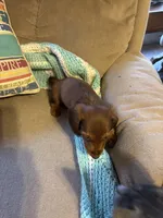 Penny AKC long hair , a female Miniature Dachshund for sale in Melrose, MN – Photo 8 of 10