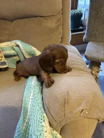 Penny AKC long hair , a female Miniature Dachshund for sale in Melrose, MN – Photo 6 of 10