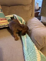 Penny AKC long hair , a female Miniature Dachshund for sale in Melrose, MN – Photo 7 of 10
