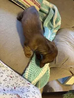 Penny AKC long hair , a female Miniature Dachshund for sale in Melrose, MN – Photo 9 of 10