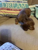 Penny AKC long hair , a female Miniature Dachshund for sale in Melrose, MN – Photo 4 of 10