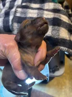 Skip , a male Miniature Dachshund for sale in Melrose, MN – 3 of 7