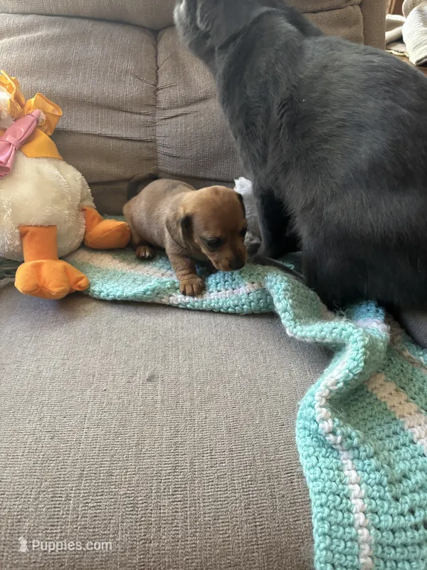 Bonnie AKC – Miniature Dachshund puppy for sale in Melrose, MN