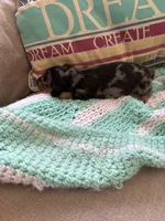 Patty AKC long haired, a female Miniature Dachshund for sale in Melrose, MN – Photo 5 of 10