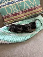 Patty AKC long haired, a female Miniature Dachshund for sale in Melrose, MN – Photo 4 of 10