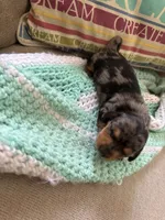 Patty AKC long haired, a female Miniature Dachshund for sale in Melrose, MN – Photo 3 of 10