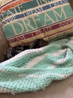 Patty AKC long haired, a female Miniature Dachshund for sale in Melrose, MN – Photo 9 of 10