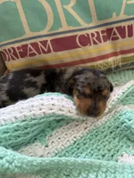 Patty AKC long haired, a female Miniature Dachshund for sale in Melrose, MN – Photo 10 of 10