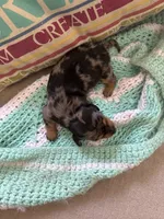 Patty AKC long haired, a female Miniature Dachshund for sale in Melrose, MN – Photo 7 of 10