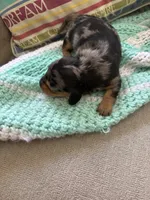 Patty AKC long haired, a female Miniature Dachshund for sale in Melrose, MN – Photo 2 of 10