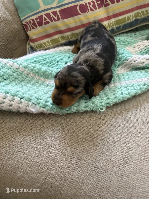 Patty AKC long haired