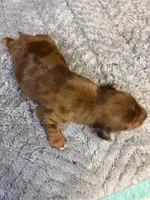 Benji AKC long haired , a male Miniature Dachshund for sale in Melrose, MN – 9 of 10