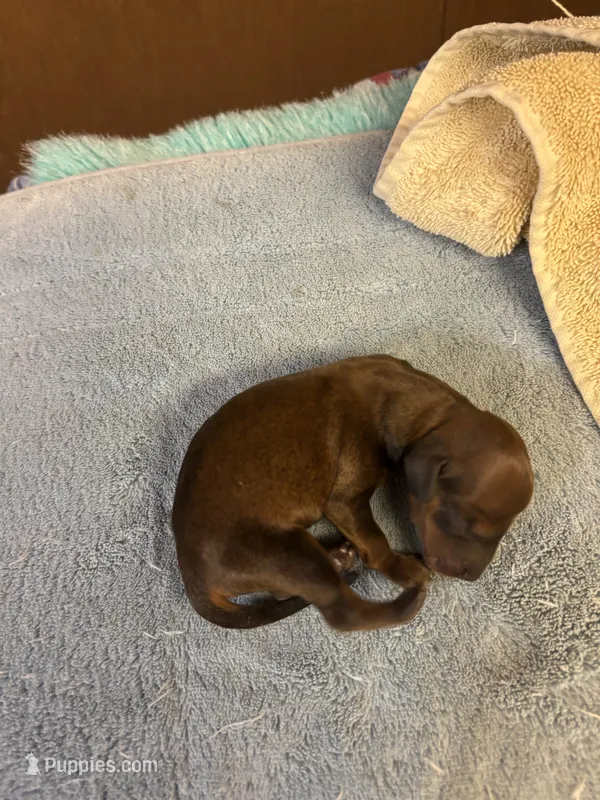 Pepper – Miniature Dachshund puppy for sale in Melrose, MN