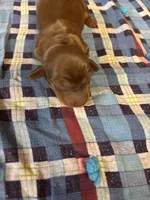 Sandy AKC, a female Miniature Dachshund for sale in Melrose, MN – 2 of 5