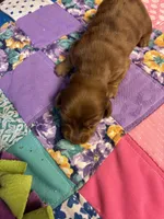 Bridget AKC long-haired dapple , a female Miniature Dachshund for sale in Melrose, MN – 2 of 4