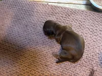 Skip , a male Miniature Dachshund for sale in Melrose, MN – 6 of 7