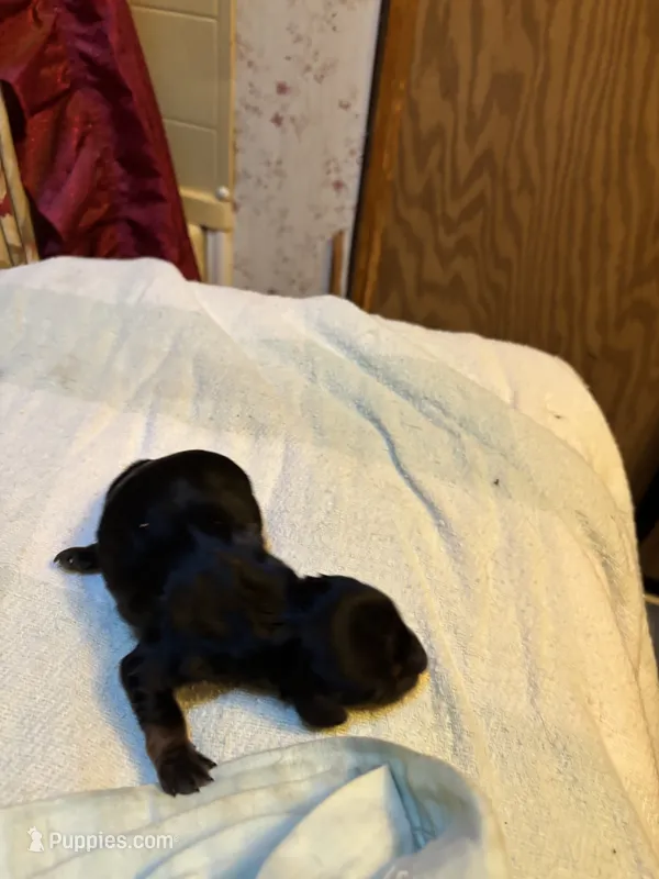 Paisley AKC – Miniature Dachshund puppy for sale in Melrose, MN