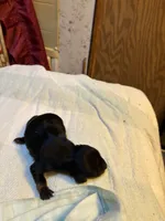 Paisley AKC, a  Miniature Dachshund for sale in Melrose, MN – 1 of 4