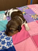 Fancy AKC, a female Miniature Dachshund for sale in Melrose, MN – Photo 1 of 6