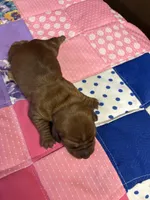 Freddy AKC, a male Miniature Dachshund for sale in Melrose, MN – Photo 8 of 10